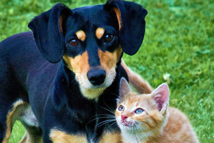 In-Clinic Pet Services